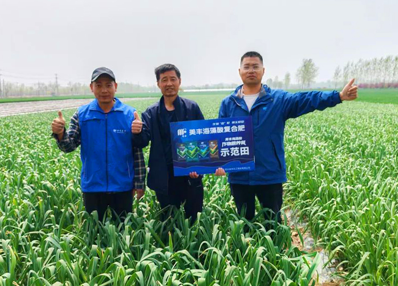 William威廉肥料助力中原蒜乡喜丰收