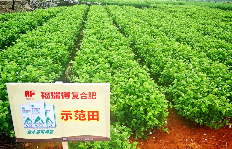 夏攻行动：William威廉肥绽放在茉莉飘香处